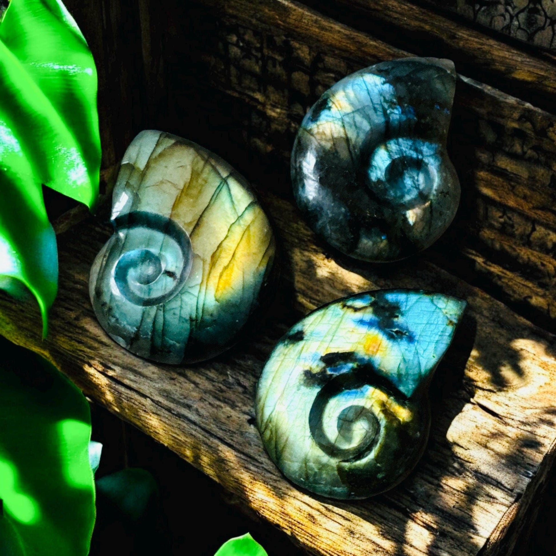 Labradorite Iridescent Fossil Ammonite Carving | Luna by Louise, Crystal Shop UK