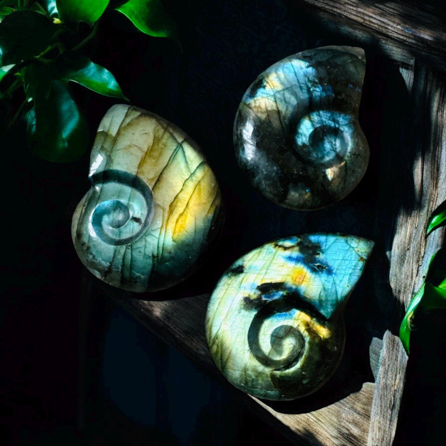 Labradorite Iridescent Fossil Ammonite Carving | Luna by Louise, Crystal Shop UK